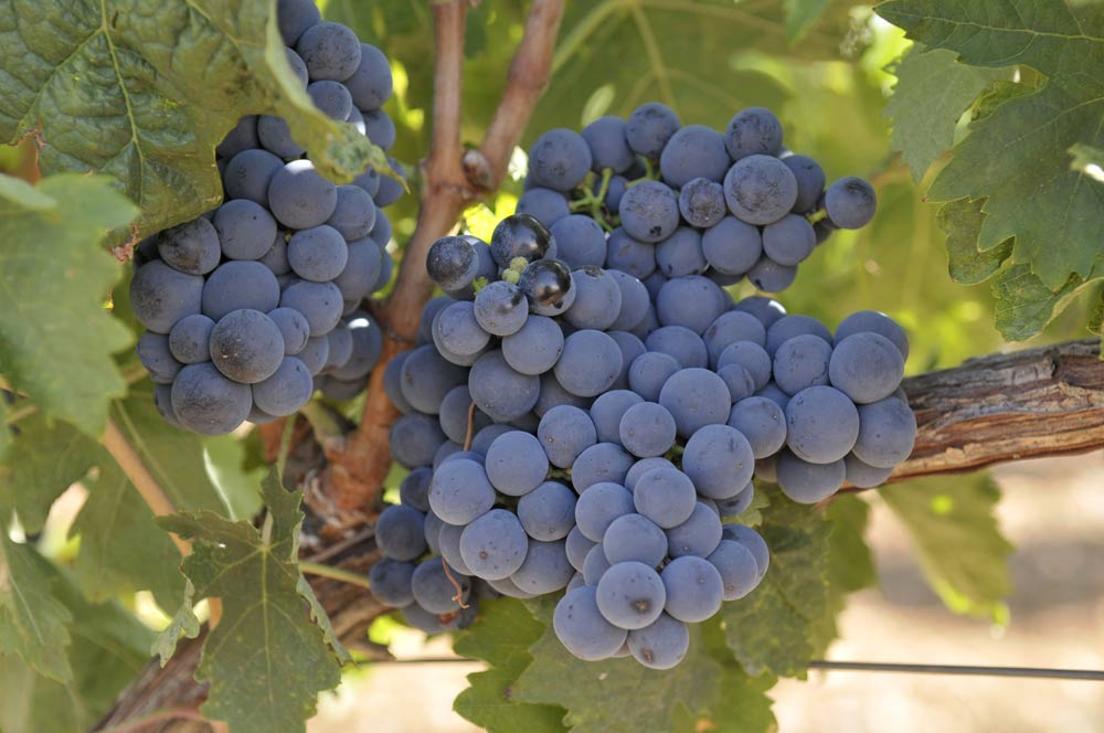 Las uvas que brillan en otoño: descubre las variedades en vinos tintos