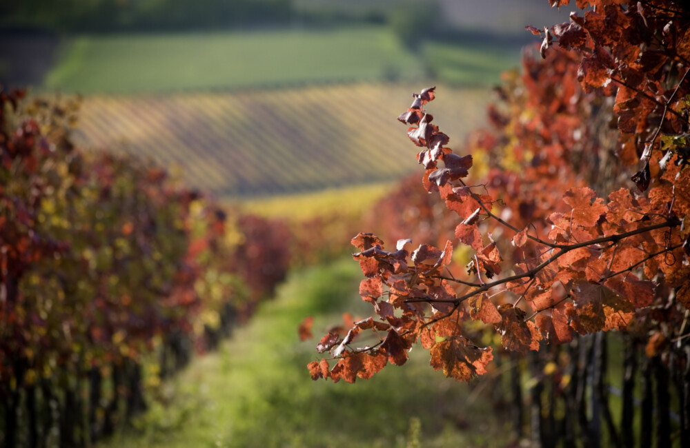 Notas de otoño en tu copa: vinos tintos para paladares estacionales