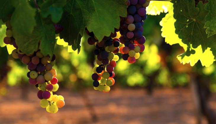 Uvas de colores indiferentes por etapa de envero del ciclo vegetativo de la vid