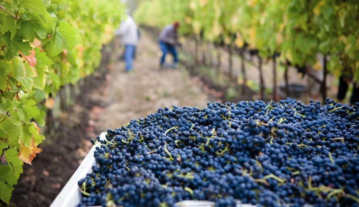 El proceso de vendimia: de la uva al vino