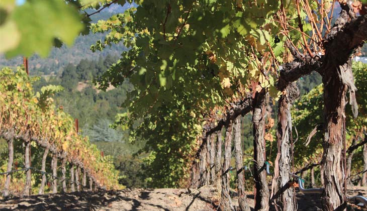 ¿Qué es el terroir y por qué es importante en el vino?